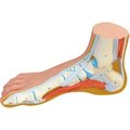 Fabrication Enterprises 3B® Anatomical Model - Normal Foot 1060270